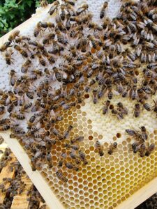 honey bee frame with larve